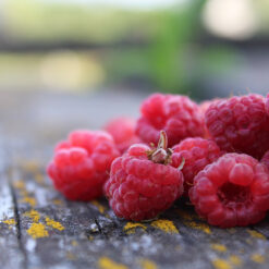 raspberry elixir