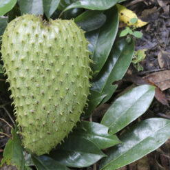 100% pure soursop leaf powder