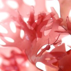 astaxanthin